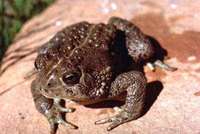 Woodhouse’s toad atop a reddish rock