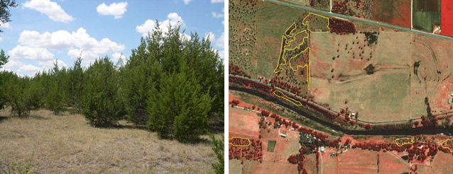 Photo and photo signature of Ashe Juniper Woodland Alliance at Lyndon B. Johnson NHP