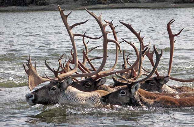 four caribou swimming in chest-deep water