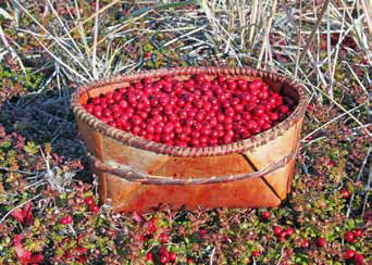 basket of red berries