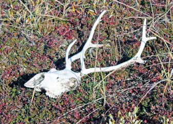 caribou skull and antlers on the ground