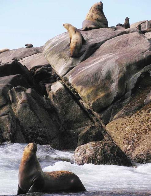 Steller sea lions ashore at a rookery near Glacier Bay. 