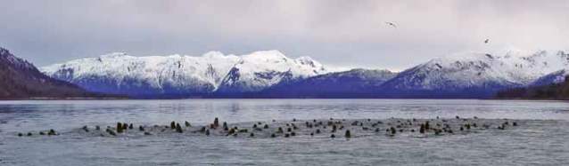 Steller sea lions aggregated in the water.