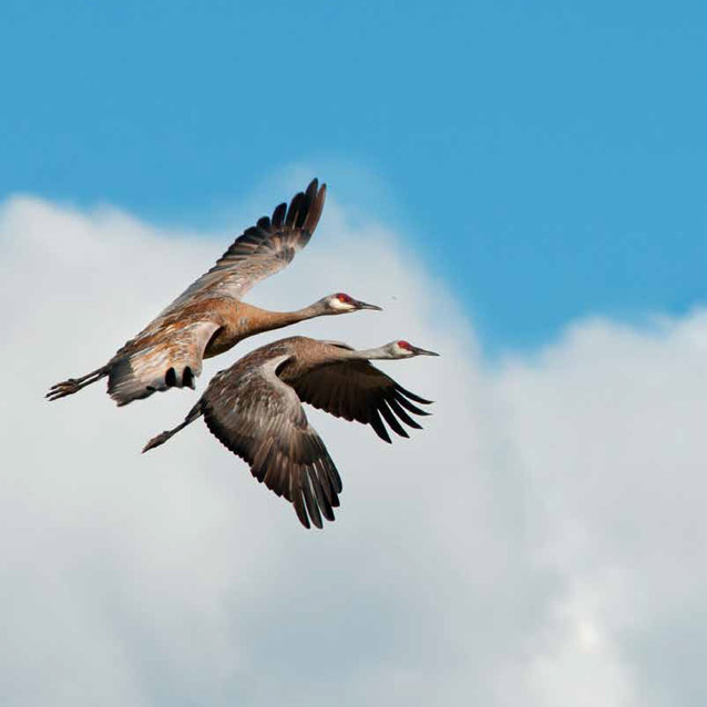two cranes flying close to one another