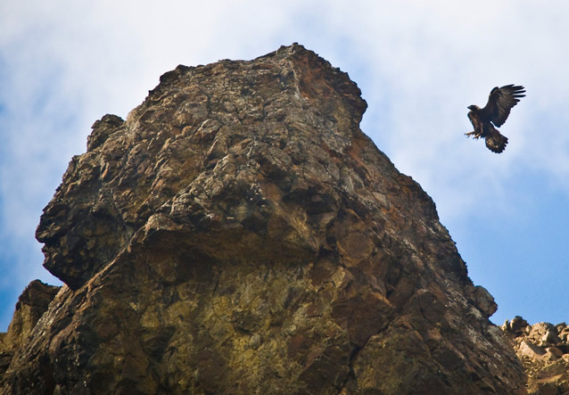 a golden eagle about to land on a large rock