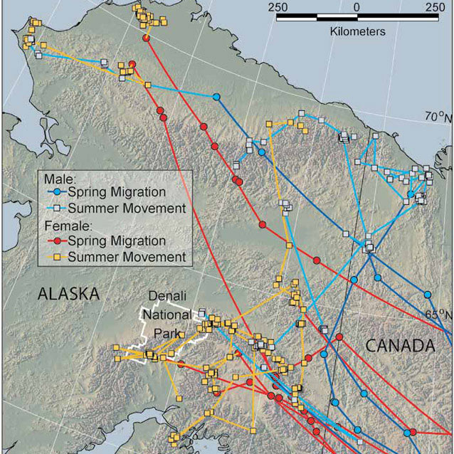 a map of alaska with lines drawn on it indicating flyways for various birds