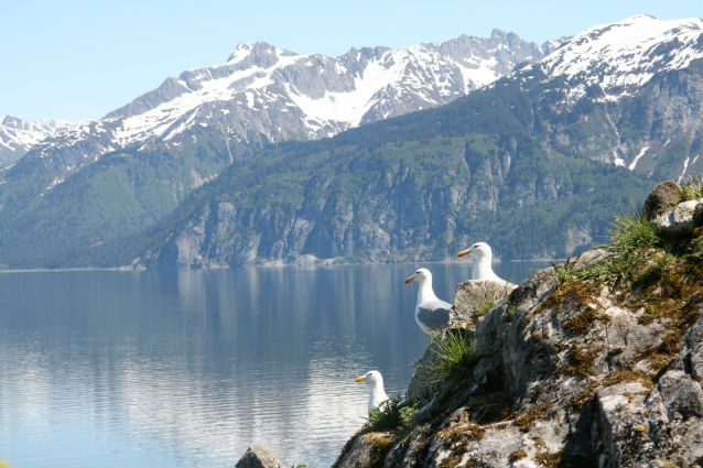 gulls sitting on a rock