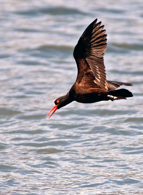a black bird with red bill flying over the ocean
