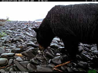 a black bear eating eggs on a rocky beach