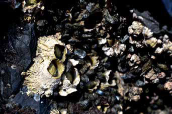 mussels and barnacles on rocks