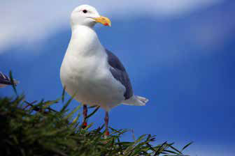 a mostly white gull with gray wings and yellow beak