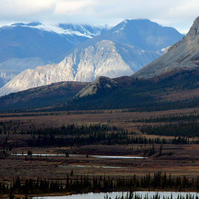 landscape of spruce forests and mountains