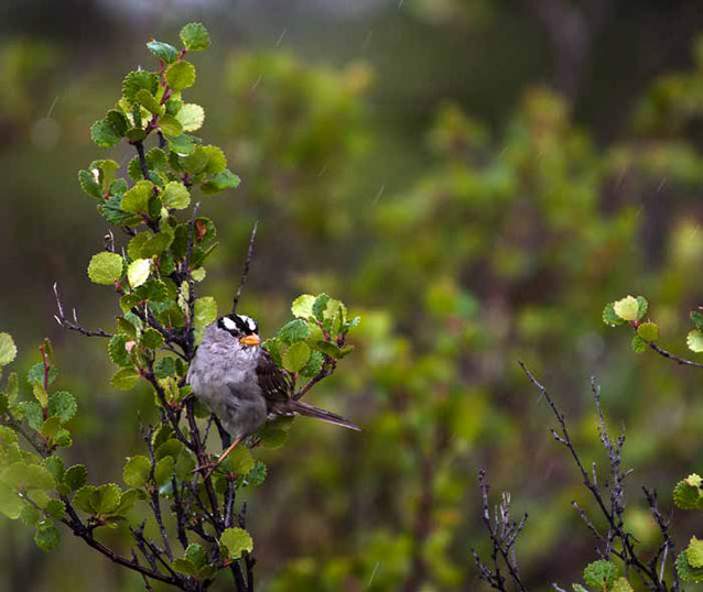 a white crowned sparrow perched in a bush