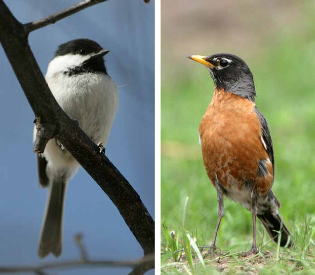 montage of two photos of birds, a black capped chickadee and an american robin