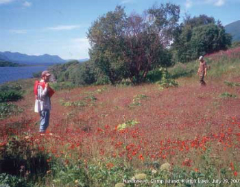 man standing in a red field of orange hawkweed