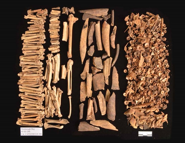 bones on a black background from birds, mammals, and fish