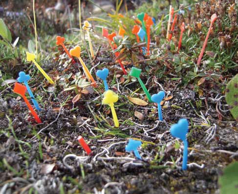 numerous colorful tiny plastic stakes in the ground