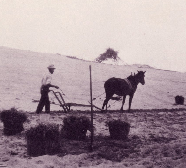 Horse and plow stabilizing Kill Devil Hill, 1928