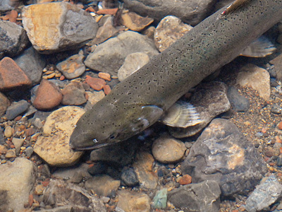 Female coho salmon spawner in Redwood Creek
