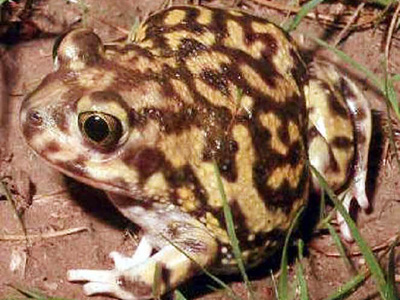 Side view of Couch's spadefoot toad