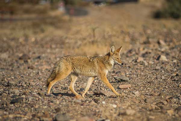 A coyote walks on rocky ground.