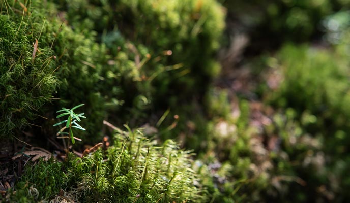 A tree sapling growing out of moss.