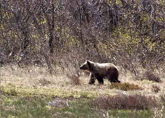 A grizzly bear walking 