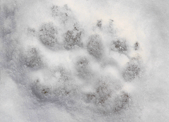wolf tracks in the snow 