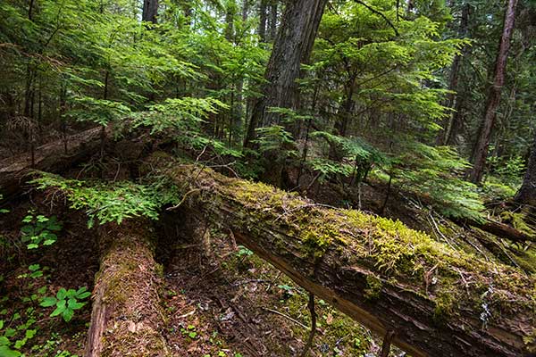 A fallen tree trunk lies across a forest floor