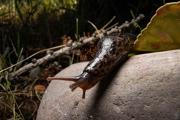 A slug on a rock