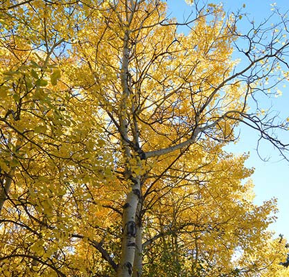 A tree with fall leaves