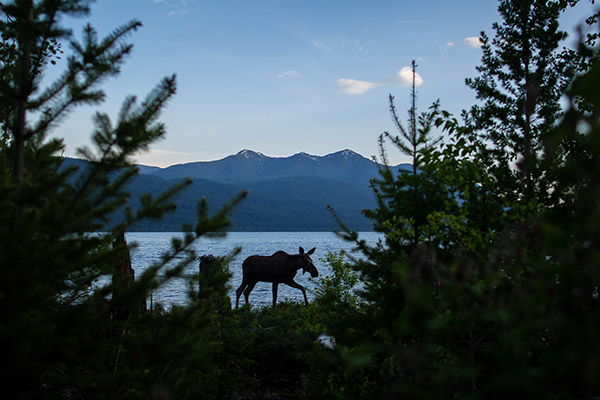 A silhouette of a moose near a lake