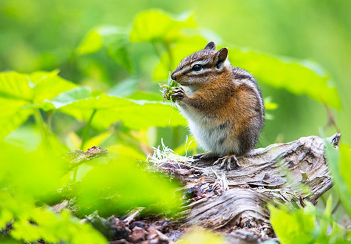 A chipmunk holds a plant