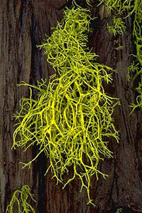 Lichen Letharia vulpina Lichen Letharia vulpina