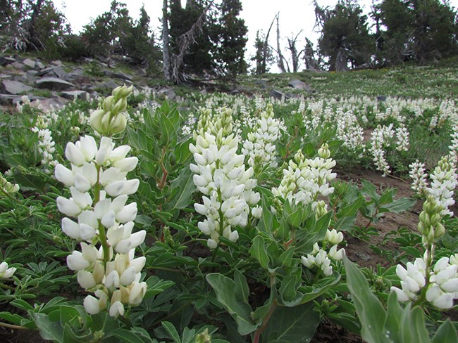 Meadow filled with white lupine