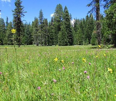 A lush wet meadow populated with a variety of wildflowers