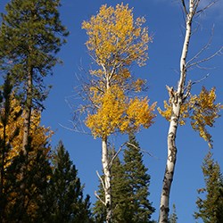 Quaking Aspen trees with gold leaves