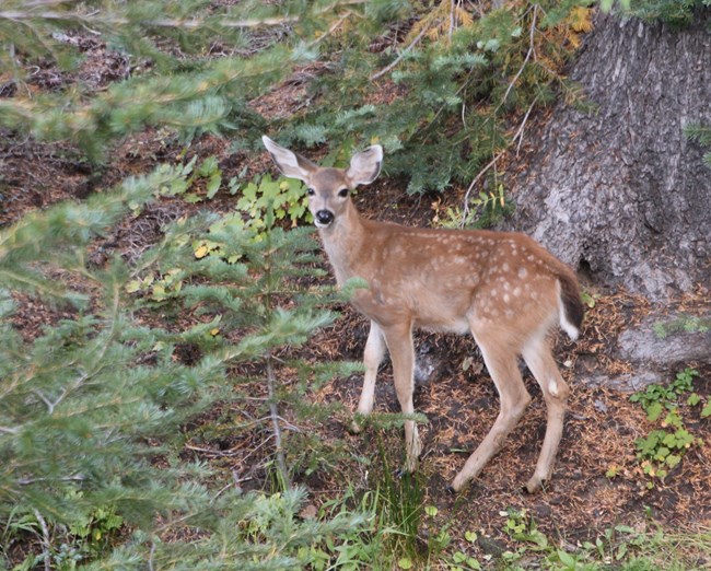 young deer in the woods