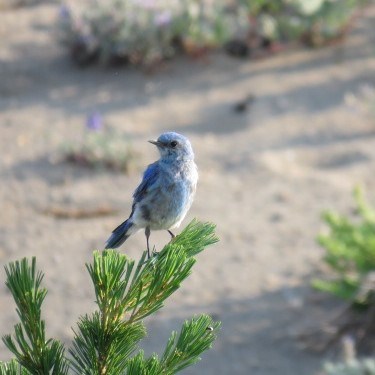 Mountain Bluebird Sialia currucoides on the tip of an evergreen limb