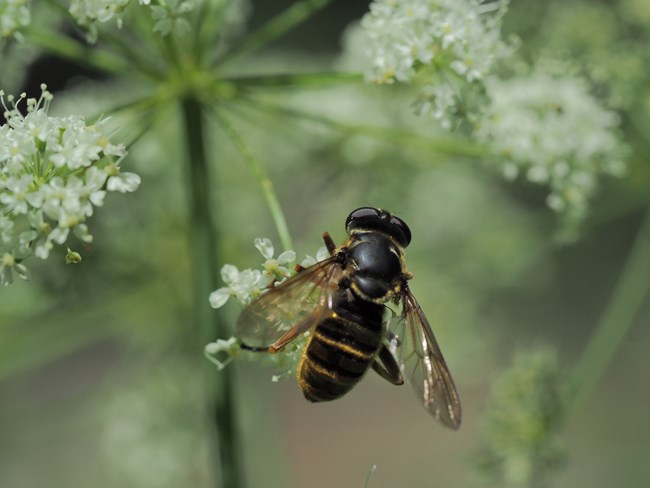 a black and yellow flower fly sits on a white cow parsnip flower