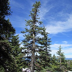 Subalpine fir tree