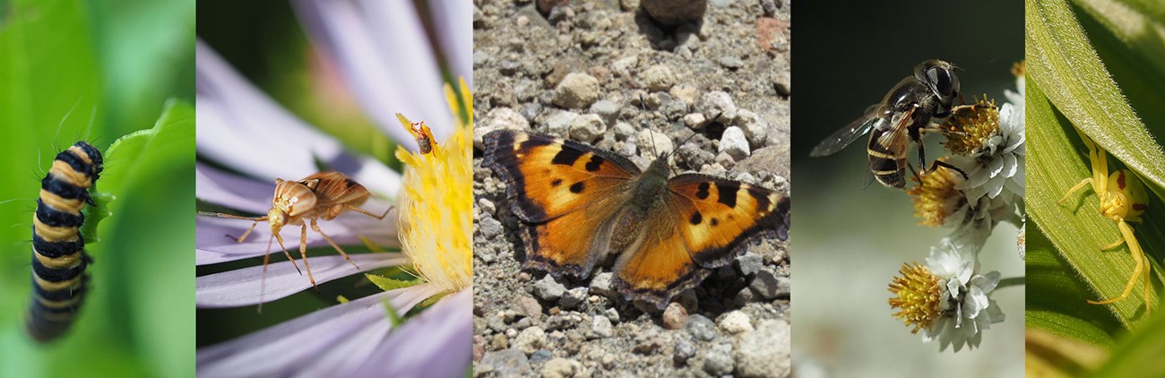 collage of invertebrates: catepillar, beetle on flower, orange butterfly, bee on white flower, yellow spider