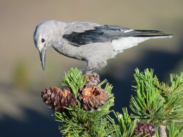 Clark's nutcracker sits atop a cluster of whitebark pine cones, prying them open for the seeds