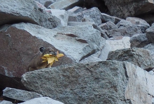 In the center of a rock and boulder field a pika sits with a mouthful of leaves and sticks.