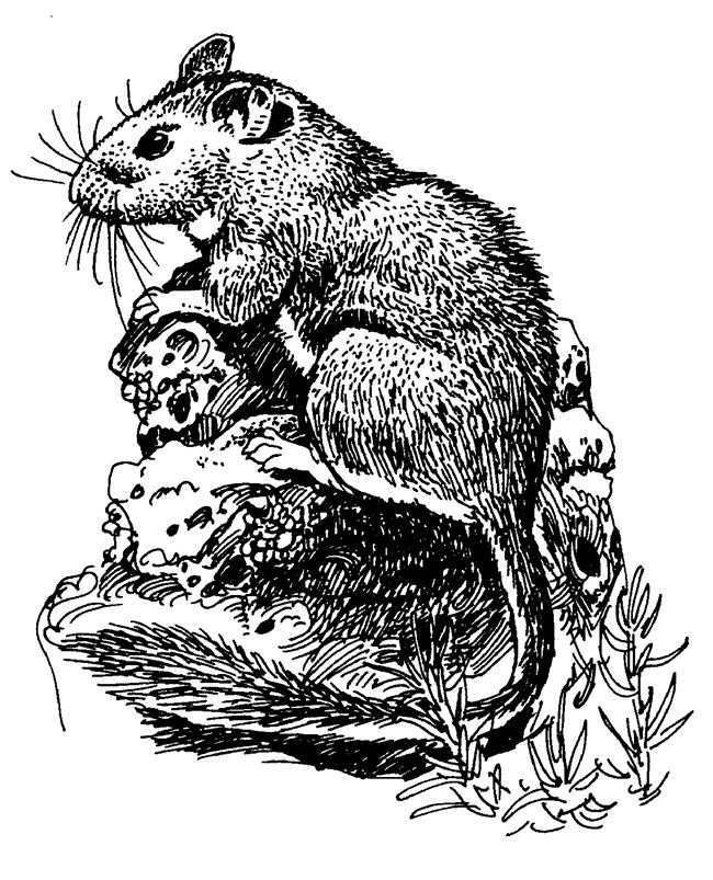 a black and white illustration of a packrat with a long bushy tail