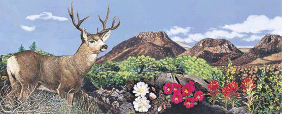 deer in front of spatter cones
