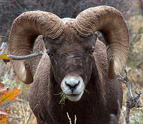 Bighorn Sheep