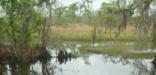 Image of swamp, bayou, and marsh