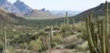 scenic view from the Ajo Mountrain Drive