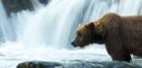 Large male brown bear at Brooks Falls